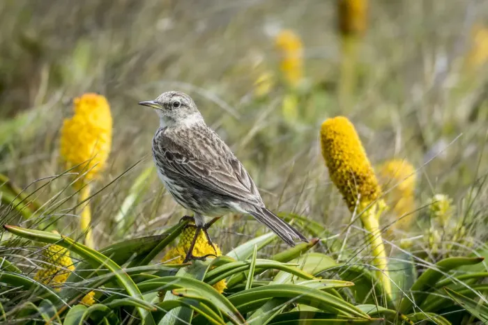 Framed Print : Auckland Island pipit (Anthus novaeseelandiae) perched amongst flowers Framed Print : Auckland Island pipit (Anthus novaeseelandiae) perched amongst flowers