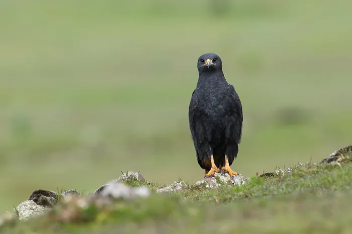 Framed Print : Augur buzzard (Buteo augur) dark morph, perched on rock, Bale Mountains National Park, Ethiopia Framed Print : Augur buzzard (Buteo augur) dark morph, perched on rock, Bale Mountains National Park, Ethiopia
