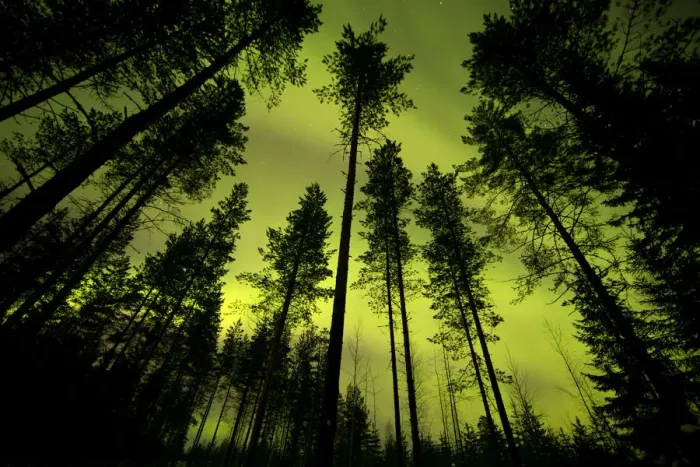 Framed Print : Aurora Borealis above silhouetted trees, northern Finland, March Framed Print : Aurora Borealis above silhouetted trees, northern Finland, March