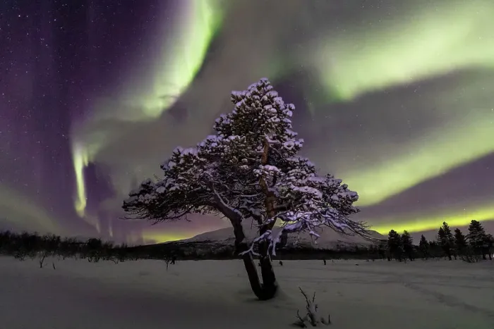 Framed Print : Aurora over lone pine tree in Abisko National Park, Abisko, North Sweden. February 2020 Framed Print : Aurora over lone pine tree in Abisko National Park, Abisko, North Sweden. February 2020