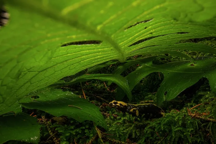Framed Print : Aurora's salamander (Salamandra atra aurorae) hiding beneath leaf, Asiago Plateau, Italy. Endemic Framed Print : Aurora's salamander (Salamandra atra aurorae) hiding beneath leaf, Asiago Plateau, Italy. Endemic