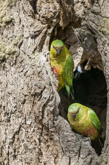 Framed Print : Austral parakeet (Enicognathus ferrugineus), investigating potential nest cavity in Framed Print : Austral parakeet (Enicognathus ferrugineus), investigating potential nest cavity in
