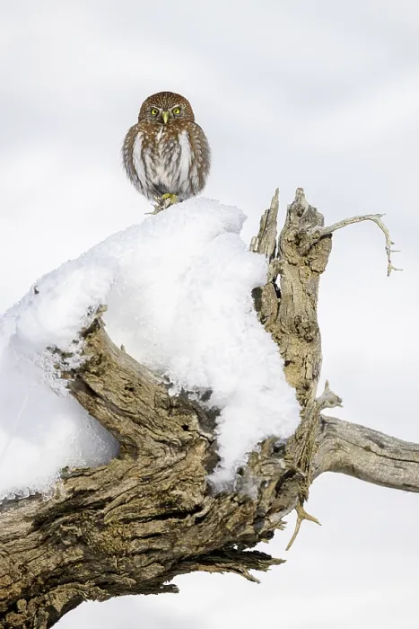 Framed Print : Austral pygmy owl (Glaucidium nana) perched on snow covered tree stump, Torres del Paine National Park, Patagonia, Chile Framed Print : Austral pygmy owl (Glaucidium nana) perched on snow covered tree stump, Torres del Paine National Park, Patagonia, Chile