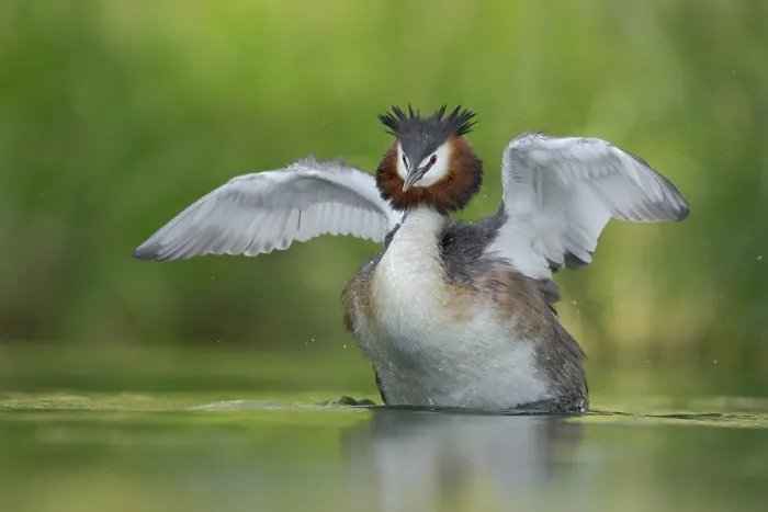 Framed Print : Australasian crested grebe (Podiceps cristatus australis) stretching its wings on water, Lake Alexandrina, Canterbury, New Zealand Framed Print : Australasian crested grebe (Podiceps cristatus australis) stretching its wings on water, Lake Alexandrina, Canterbury, New Zealand