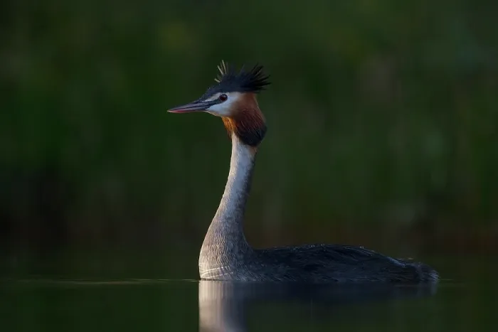 Framed Print : Australasian crested grebe (Podiceps cristatus australis) on water at first light, Lake Alexandrina, Canterbury, New Zealand Framed Print : Australasian crested grebe (Podiceps cristatus australis) on water at first light, Lake Alexandrina, Canterbury, New Zealand