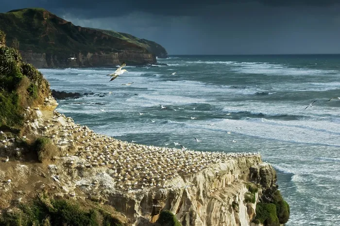 Framed Print : Australasian gannet / Takapu (Morus serrator) in flight, over the colony on rocks below, Auckland, North Island, New Zealand Framed Print : Australasian gannet / Takapu (Morus serrator) in flight, over the colony on rocks below, Auckland, North Island, New Zealand