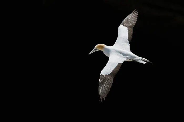 Framed Print : Australasian gannet / Takapu (Morus serrator) in flight against black background, Auckland, North Island, New Zealand Framed Print : Australasian gannet / Takapu (Morus serrator) in flight against black background, Auckland, North Island, New Zealand