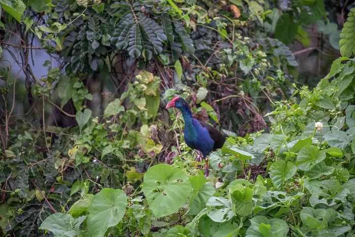 Framed Print : Australasian swamphen (Porphyrio melanotus) perched among vegetation, calling, Taveuni, Fiji Framed Print : Australasian swamphen (Porphyrio melanotus) perched among vegetation, calling, Taveuni, Fiji