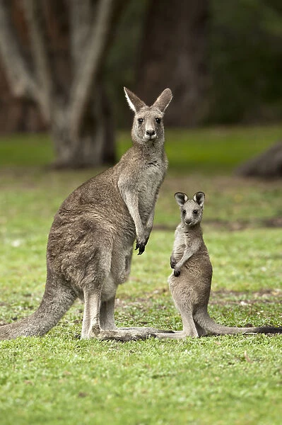 Female Eastern grey kangaroo (Macropus giganteus) standing next to joey ...