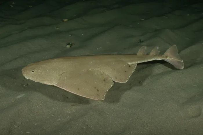 Framed Print : Australian angel shark (Squatina australis) swimming over sandy seabed at night, Rye jetty, Victoria, Australia, Pacific Ocean Framed Print : Australian angel shark (Squatina australis) swimming over sandy seabed at night, Rye jetty, Victoria, Australia, Pacific Ocean
