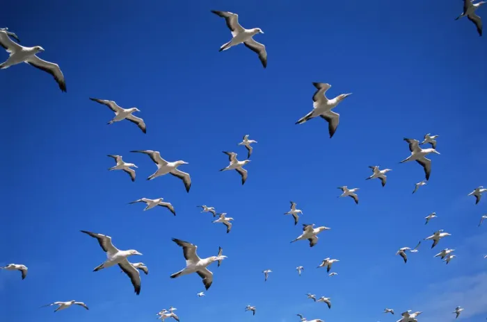 Framed Print : Australian gannets in flight {Morus serrator} Australia Framed Print : Australian gannets in flight {Morus serrator} Australia