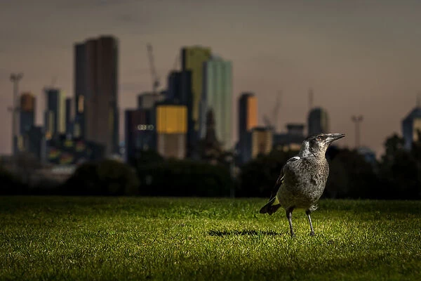 Australian magpie (Cracticus tibicen), on the ground, with the Melbourne city skyline at