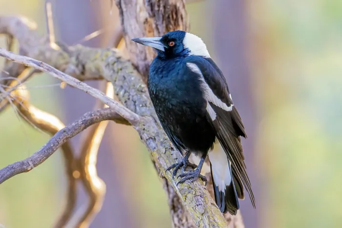 Framed Print : Australian magpie (Cracticus tibicen) perched in tree, Canberra, ACT, Australia Framed Print : Australian magpie (Cracticus tibicen) perched in tree, Canberra, ACT, Australia
