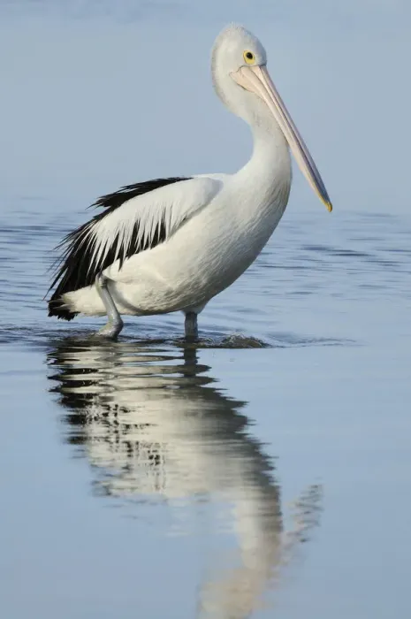 Framed Print : Australian pelican (Pelecanus conspicillatus), Kangaroo Island, South Australia Framed Print : Australian pelican (Pelecanus conspicillatus), Kangaroo Island, South Australia