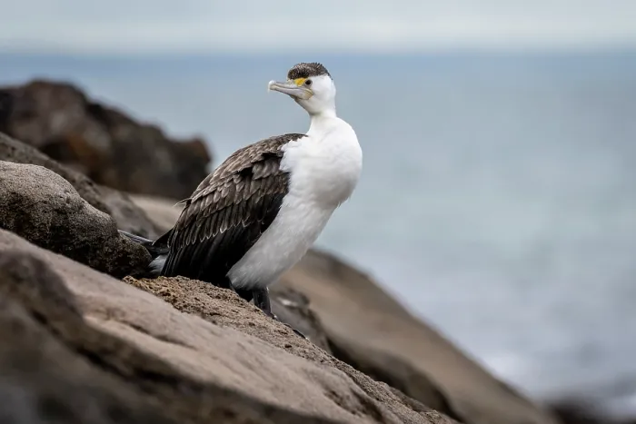 Framed Print : Australian pied cormorant (Phalacrocorax varius) standing on coastal rocks, Sandringham, Victoria, Australia Framed Print : Australian pied cormorant (Phalacrocorax varius) standing on coastal rocks, Sandringham, Victoria, Australia