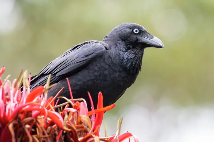 Framed Print : Australian raven (Corvus coronoides) perched on flower, Jarvis Bay, ACT, Australia Framed Print : Australian raven (Corvus coronoides) perched on flower, Jarvis Bay, ACT, Australia