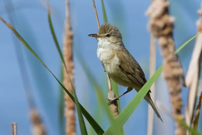 Framed Print : Australian reed warbler (Acrocephalus australis) male, perched among reeds (Typha sp.) at edge of lake, Canberra, ACT, Australia