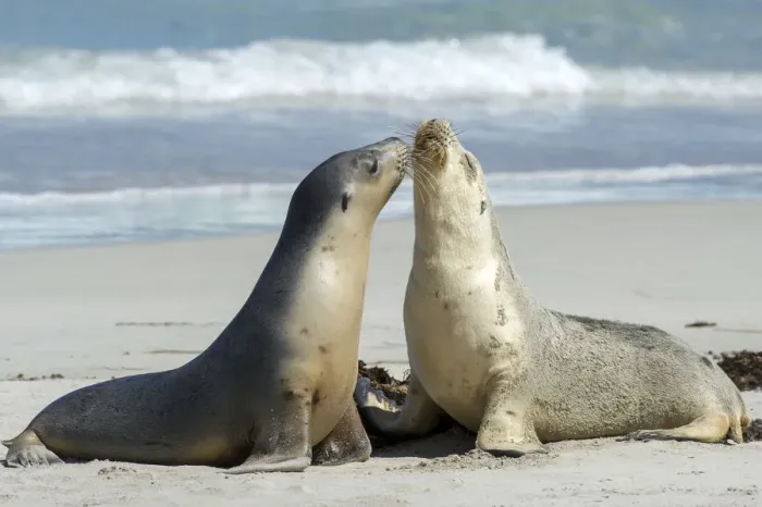 Framed Print : Australian sea lion (Neophoca cinerea), two females greeting each other on beach Framed Print : Australian sea lion (Neophoca cinerea), two females greeting each other on beach