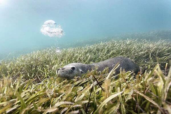 Australian sea lion (Neophoca cinerea) lying in a bed of sea grass, blowing bubbles. Carnac Island, Western Australia