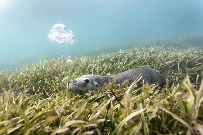 Framed Print : Australian sea lion (Neophoca cinerea) lying in a bed of sea grass, blowing bubbles. Carnac Island, Western Australia