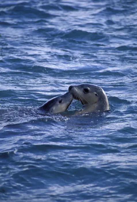 Framed Print : Australian sealion with young at sea surface {Neophoca cinerea} Australia Framed Print : Australian sealion with young at sea surface {Neophoca cinerea} Australia
