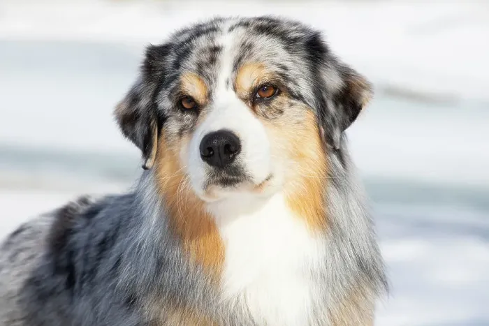 Framed Print : Australian shepherd, head portrait, Alaska, USA. April Framed Print : Australian shepherd, head portrait, Alaska, USA. April