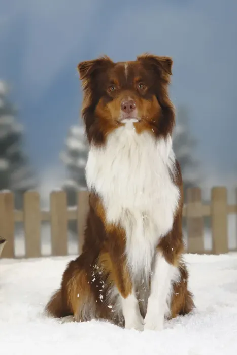 Framed Print : Australian Shepherd, red-tri coated, portrait sitting in snow, with picket fence behind Framed Print : Australian Shepherd, red-tri coated, portrait sitting in snow, with picket fence behind