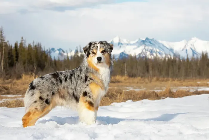 Framed Print : Australian shepherd standing on frozen pond, Eagle River, Alaska, USA. April Framed Print : Australian shepherd standing on frozen pond, Eagle River, Alaska, USA. April