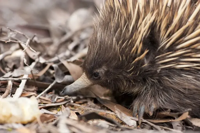 Framed Print : Australian Short-beaked Echidna (Tachyglossus aculeatus) head portrait, Kangaroo Island Framed Print : Australian Short-beaked Echidna (Tachyglossus aculeatus) head portrait, Kangaroo Island