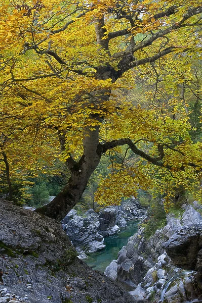Autumm in Anisclo Valley, Ordesa Monte Perdido National Park, Pyrenees, Aragon, Spain