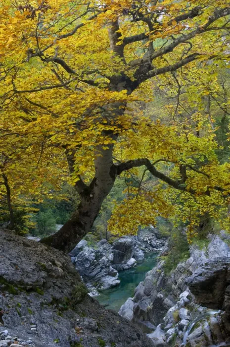 Framed Print : Autumm in Anisclo Valley, Ordesa Monte Perdido National Park, Pyrenees, Aragon, Spain Framed Print : Autumm in Anisclo Valley, Ordesa Monte Perdido National Park, Pyrenees, Aragon, Spain