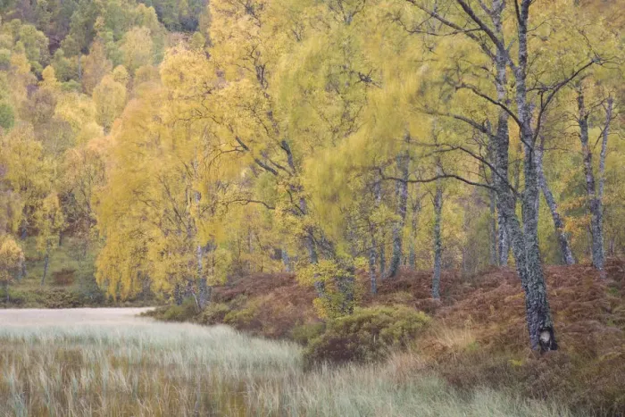 Framed Print : Autumn birches in Craigellachie NNR, Cairngorms NP, Scotland, UK, October Framed Print : Autumn birches in Craigellachie NNR, Cairngorms NP, Scotland, UK, October
