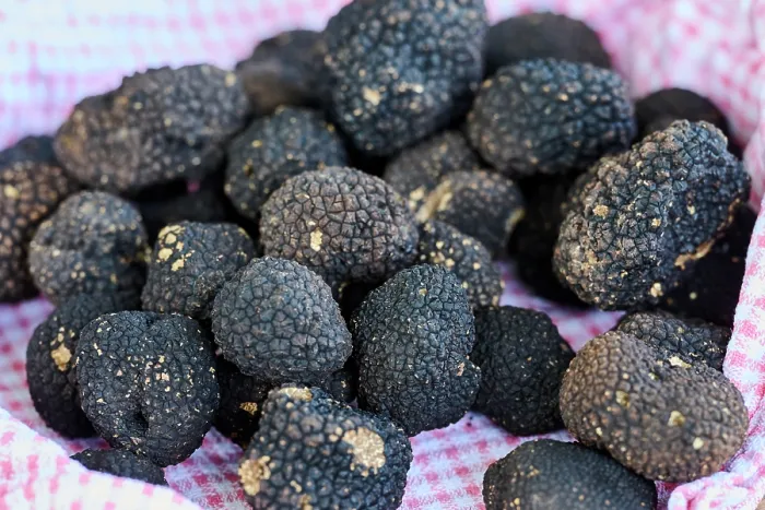 Framed Print : Autumn Black truffles (Tuber Uncinatum) on a piece of cloth, Karlic Tartufi, Buzet, Central Istria, Croatia. October Framed Print : Autumn Black truffles (Tuber Uncinatum) on a piece of cloth, Karlic Tartufi, Buzet, Central Istria, Croatia. October