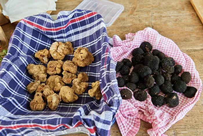Framed Print : Autumn Black truffles (Tuber uncinatum) and White truffles (Tuber magnatum pico) on a piece of cloth, Karlic Tartufi, Buzet, Central Istria, Croatia. October Framed Print : Autumn Black truffles (Tuber uncinatum) and White truffles (Tuber magnatum pico) on a piece of cloth, Karlic Tartufi, Buzet, Central Istria, Croatia. October