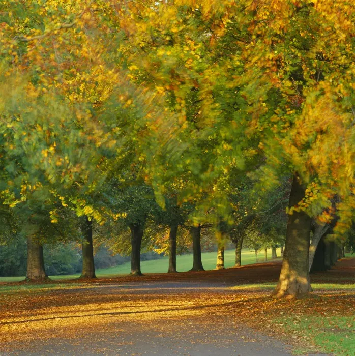 Framed Print : Autumn colour in the trees blowing in the wind, The Promenade, Clifton Downs, Bristol Framed Print : Autumn colour in the trees blowing in the wind, The Promenade, Clifton Downs, Bristol