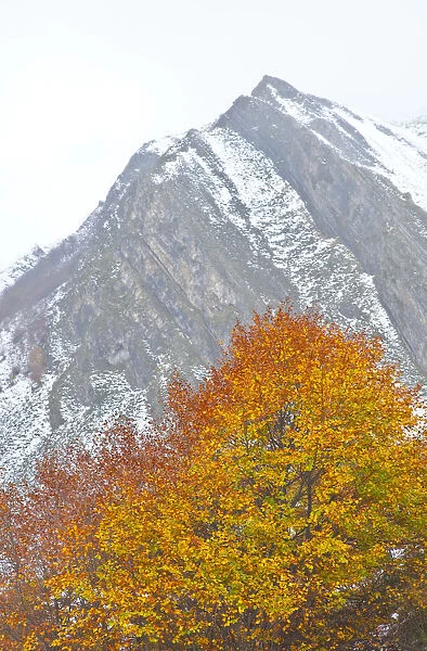 Autumn coloured beech tree with mountain in the background, Somiedo NP, Asturias, Northern Spain