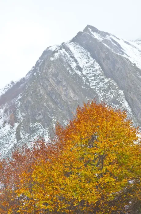 Framed Print : Autumn coloured beech tree with mountain in the background, Somiedo NP, Asturias, Northern Spain Framed Print : Autumn coloured beech tree with mountain in the background, Somiedo NP, Asturias, Northern Spain
