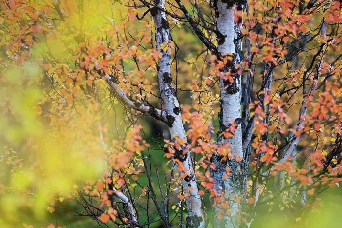 Framed Print : Autumn coloured Mountain birch trees, (Betula pubescens var, tortuosa) Stora Sjoefallet National Park, Laponia UNESCO World Heritage Site, Norrbotten, Lapland