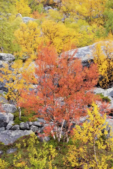 Framed Print : Autumn coloured Mountain birch trees (Betula poubescens var, tortuosa) Stora Sjoefallet National Park, Laponia UNESCO World Heritage Site, Norrbotten, Lapland Framed Print : Autumn coloured Mountain birch trees (Betula poubescens var, tortuosa) Stora Sjoefallet National Park, Laponia UNESCO World Heritage Site, Norrbotten, Lapland