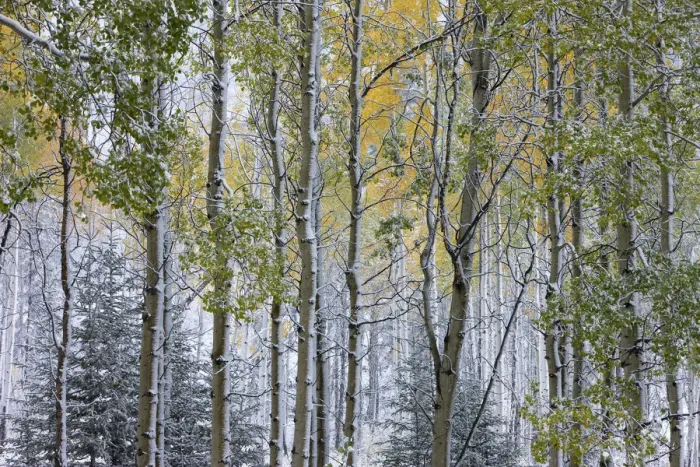 Framed Print : Autumn colours of the Aspen trees (Populus tremula) in the snow, near Muleshoe, Bow Valley Parkway Framed Print : Autumn colours of the Aspen trees (Populus tremula) in the snow, near Muleshoe, Bow Valley Parkway