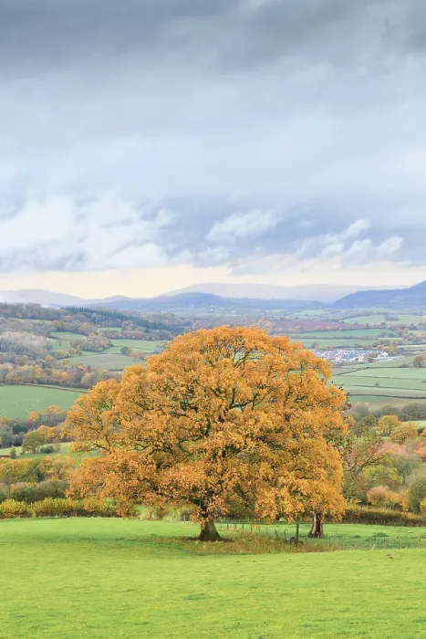 Framed Print : Autumn colours in countryside with Oak (Querus sp) tree. Near Monmouth, Monmouthshire, Wales, UK. November 2018 Framed Print : Autumn colours in countryside with Oak (Querus sp) tree. Near Monmouth, Monmouthshire, Wales, UK. November 2018