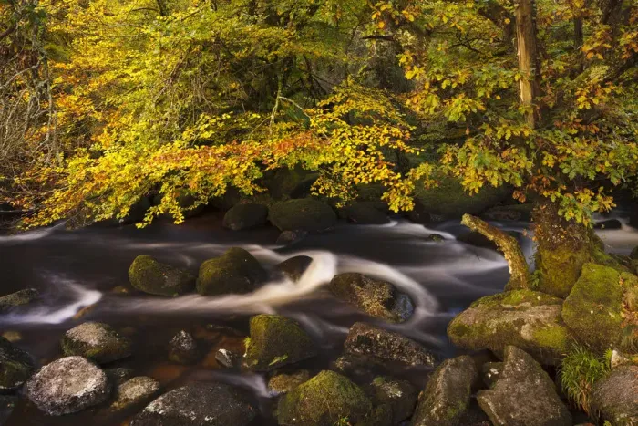 Framed Print : Autumn colours along the East Dart River, Dartmoor National Park, Devon, UK. October 2011 Framed Print : Autumn colours along the East Dart River, Dartmoor National Park, Devon, UK. October 2011