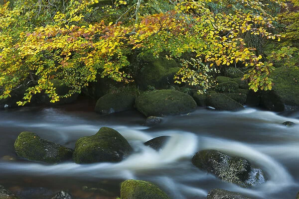 Autumn colours along the East Dart River, Dartmoor National Park, Devon, UK. October 2011