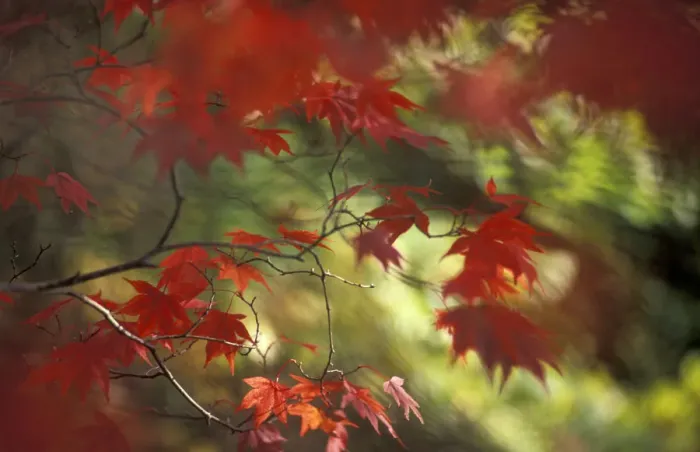 Framed Print : Autumn colours impression - Japanese maple leaves, Stourhead, Wiltshire, UK Framed Print : Autumn colours impression - Japanese maple leaves, Stourhead, Wiltshire, UK