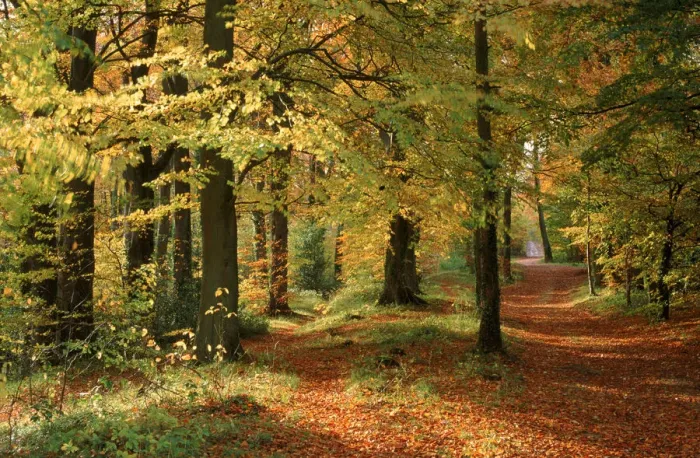 Framed Print : Autumn colours in Long Ridge Woods, Painswick, Cotswolds Framed Print : Autumn colours in Long Ridge Woods, Painswick, Cotswolds