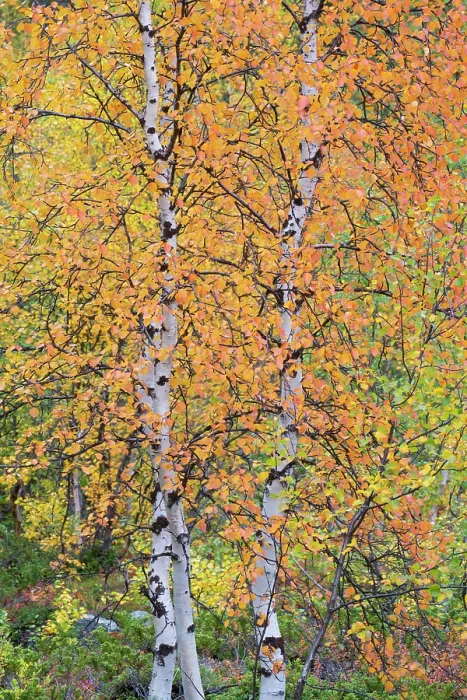 Framed Print : Autumn colours in Mountain birch, (Betula pubescens var. tortuosa), Abisko National Park, Norrbotten, Lapland, Sweden September 2020