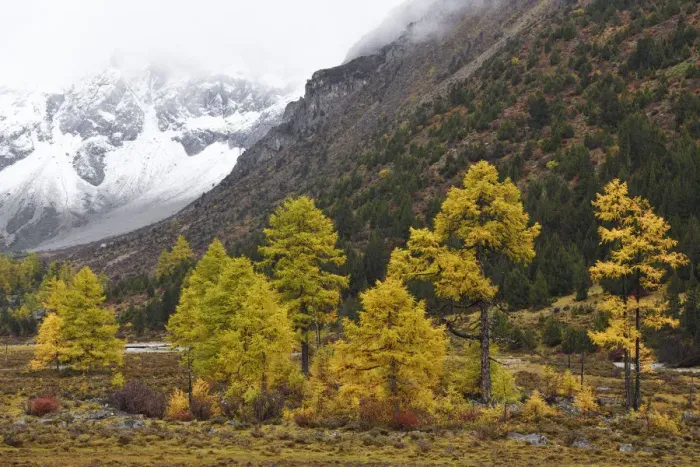 Framed Print : Autumn colours, snow covered mountains and sceneries, Baima Snow Mountain Nature reserve Framed Print : Autumn colours, snow covered mountains and sceneries, Baima Snow Mountain Nature reserve
