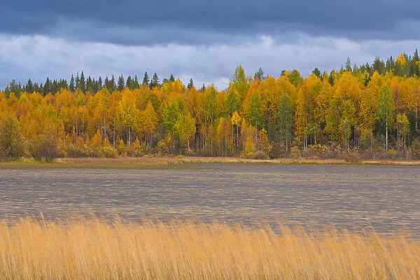 Autumn colours of Taiga woodland beside lake, Laponia  /  Lappland, Finland