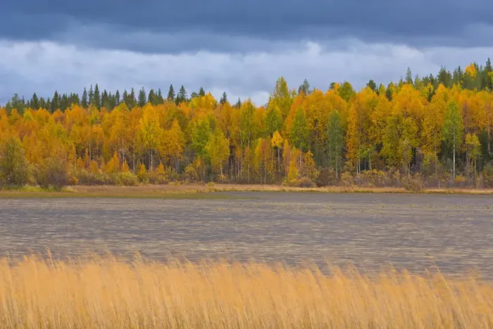 Framed Print : Autumn colours of Taiga woodland beside lake, Laponia / Lappland, Finland Framed Print : Autumn colours of Taiga woodland beside lake, Laponia / Lappland, Finland