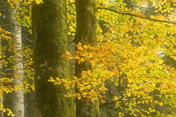 Autumn in Corkova Uvala, virgin mixed forest of Silver fir (Abies alba) European beech